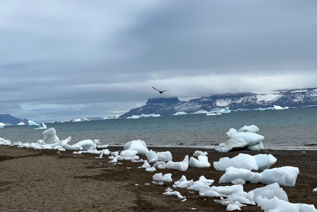 Antarctica sea bird